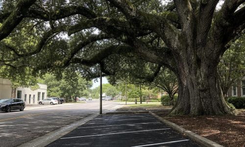 Shaded Thomasville roadside with fresh asphalt and a broad Southern live oak.